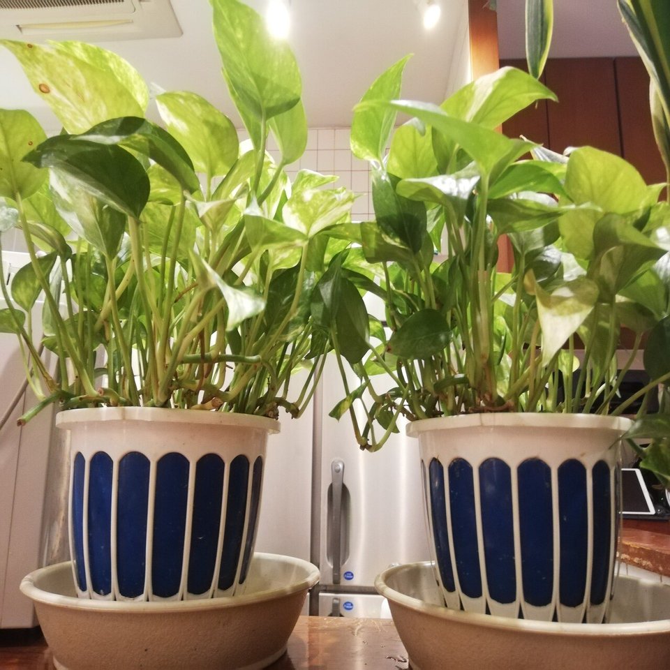 観葉植物 ポトス だいふく かわ やま Note