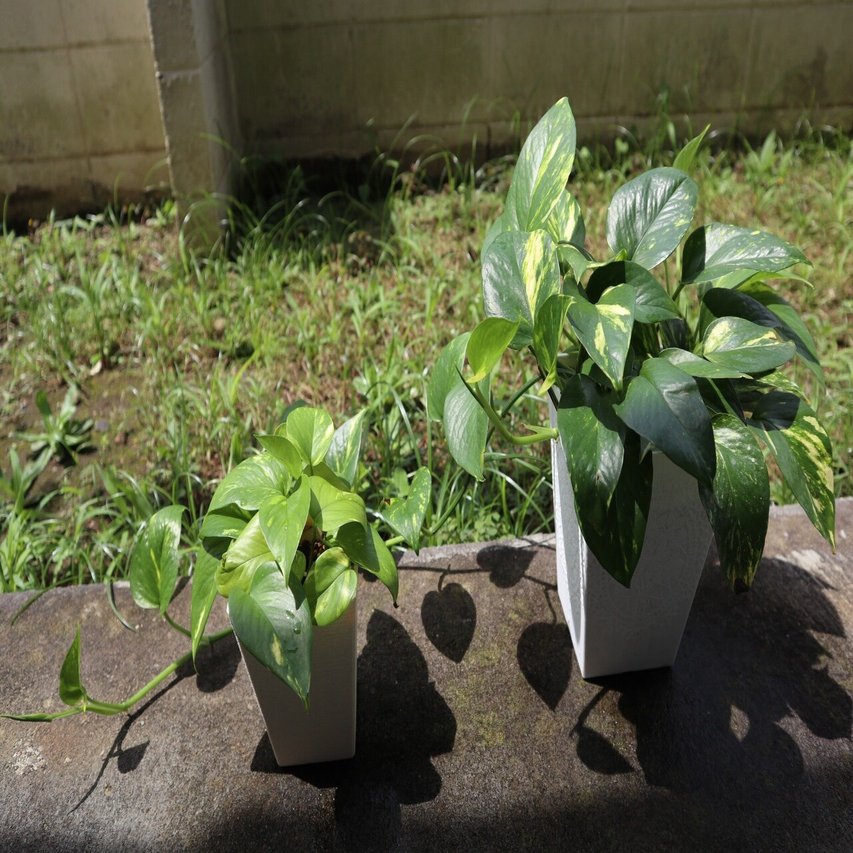 観葉植物 ポトス だいふく かわ やま Note