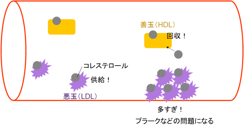 コレステロールとは 悪玉と善玉どう違うの Eryr13 Note