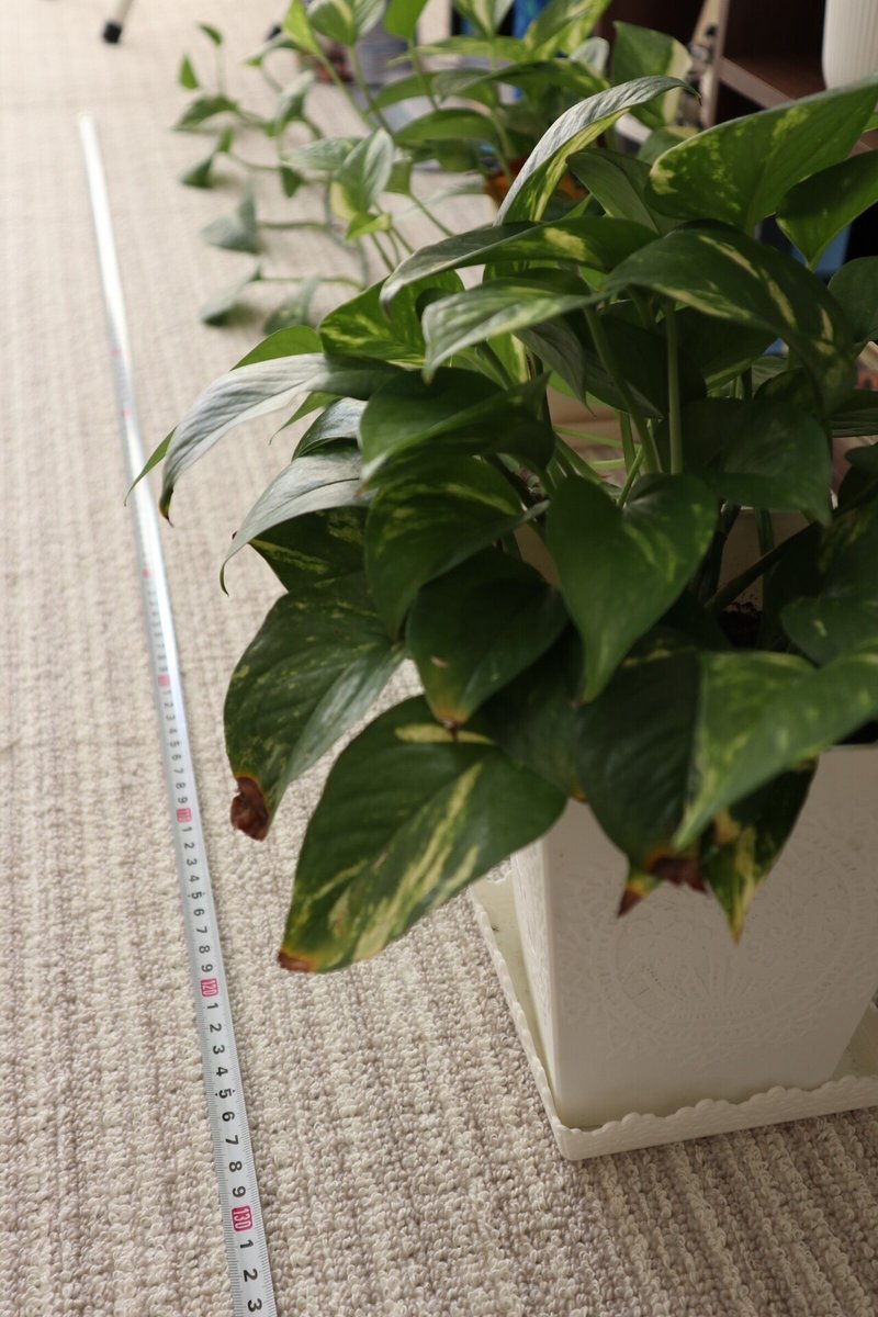 観葉植物 ポトス だいふく かわ やま Note