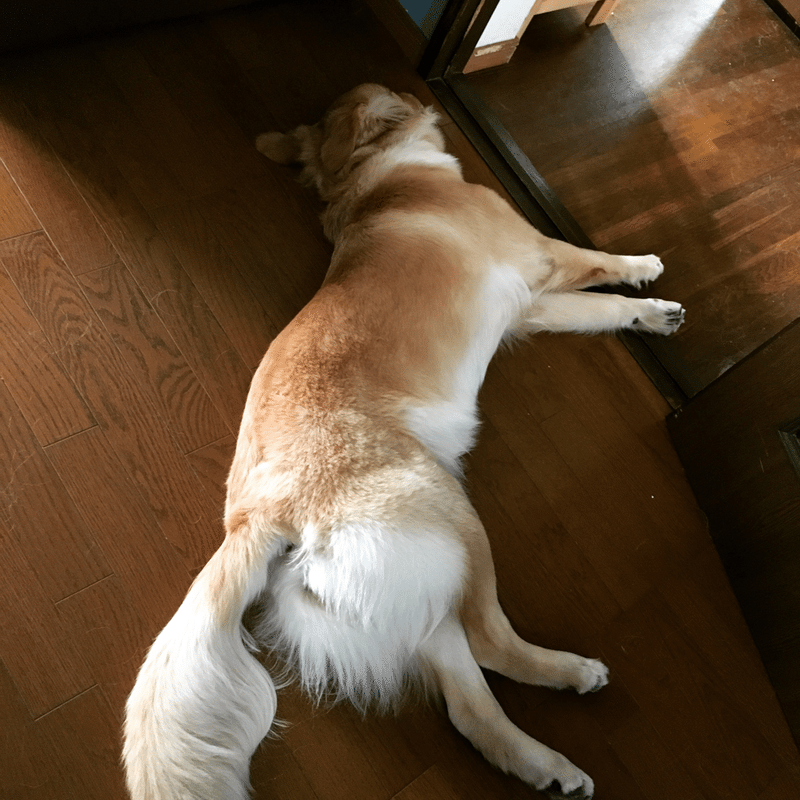 犬と一緒に寝てはいけない Happywan Note