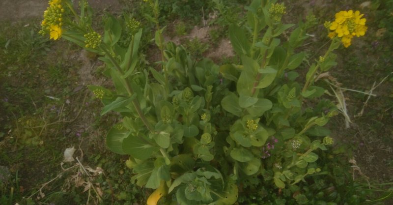 季節の旬野菜青梗菜は冬花咲き10月日以前種蒔き分2月28日 病気滅し健康的な高栄養価野菜を自然力で育てる 森林菜園 水玄和鹽 Note 季節の旬野菜青梗菜は冬花咲き10月日以前種蒔き分2月28日 病気滅し健康的な高栄養価野菜を自然力で育てる 森林菜園 水玄和鹽 Note