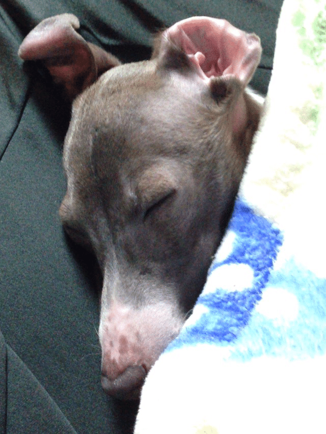 犬と一緒に寝てはいけない Happywan Note 犬と一緒に寝てはいけない Happywan Note