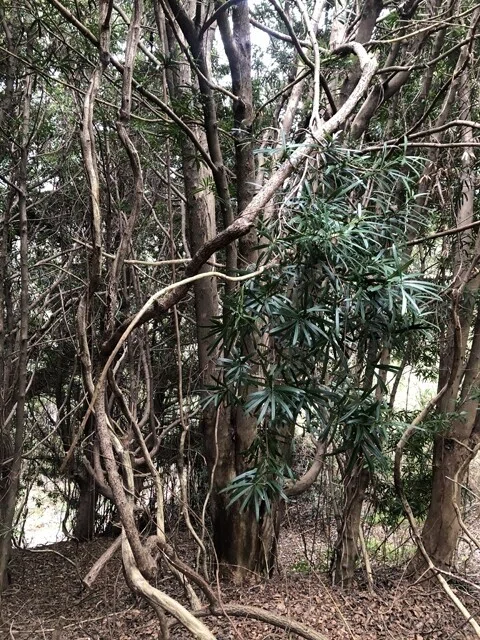 画像7