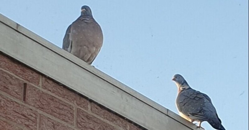 Mikakoのドイツ語通信 21年第6号 Mikako Hayashi Husel 林フーゼル美佳子 ドイツ語サービス Note