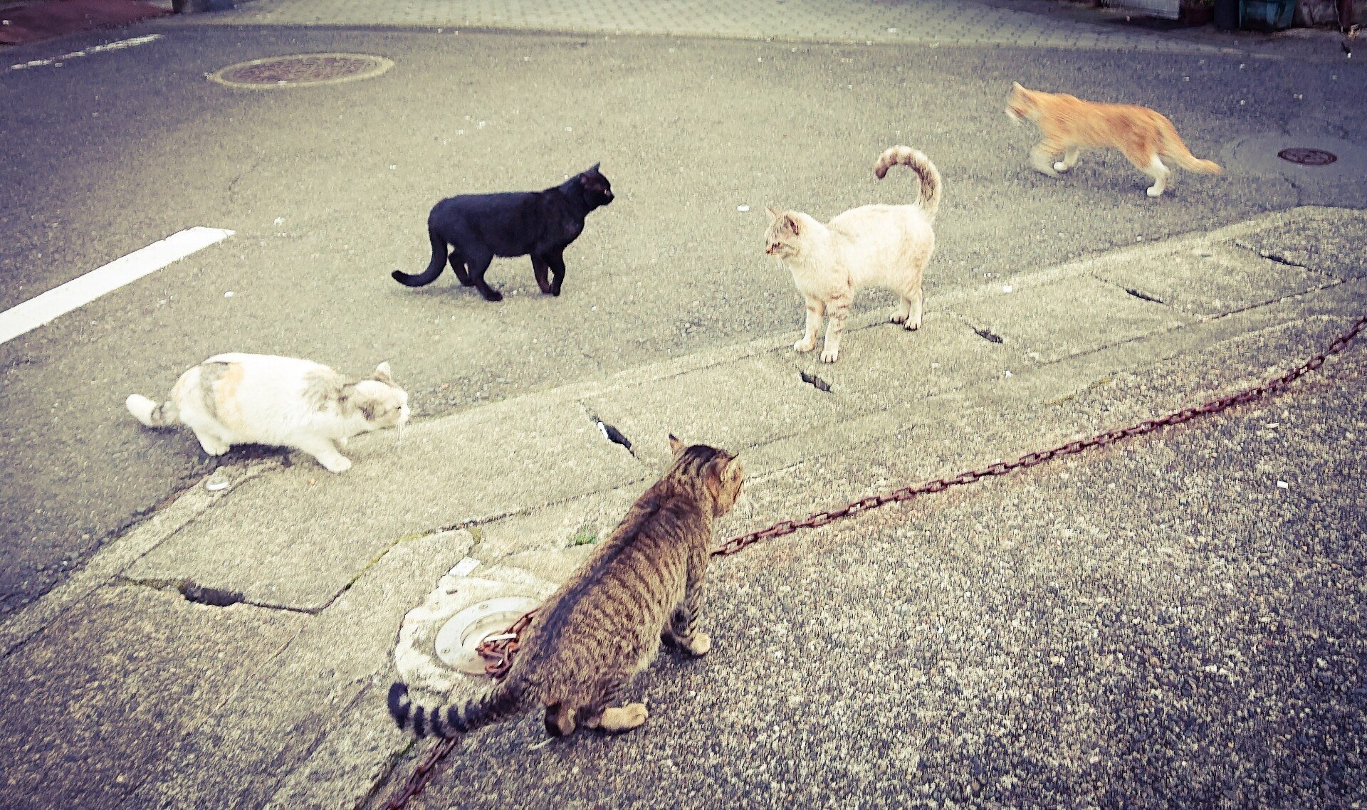 猫の集会 Teramaki Note