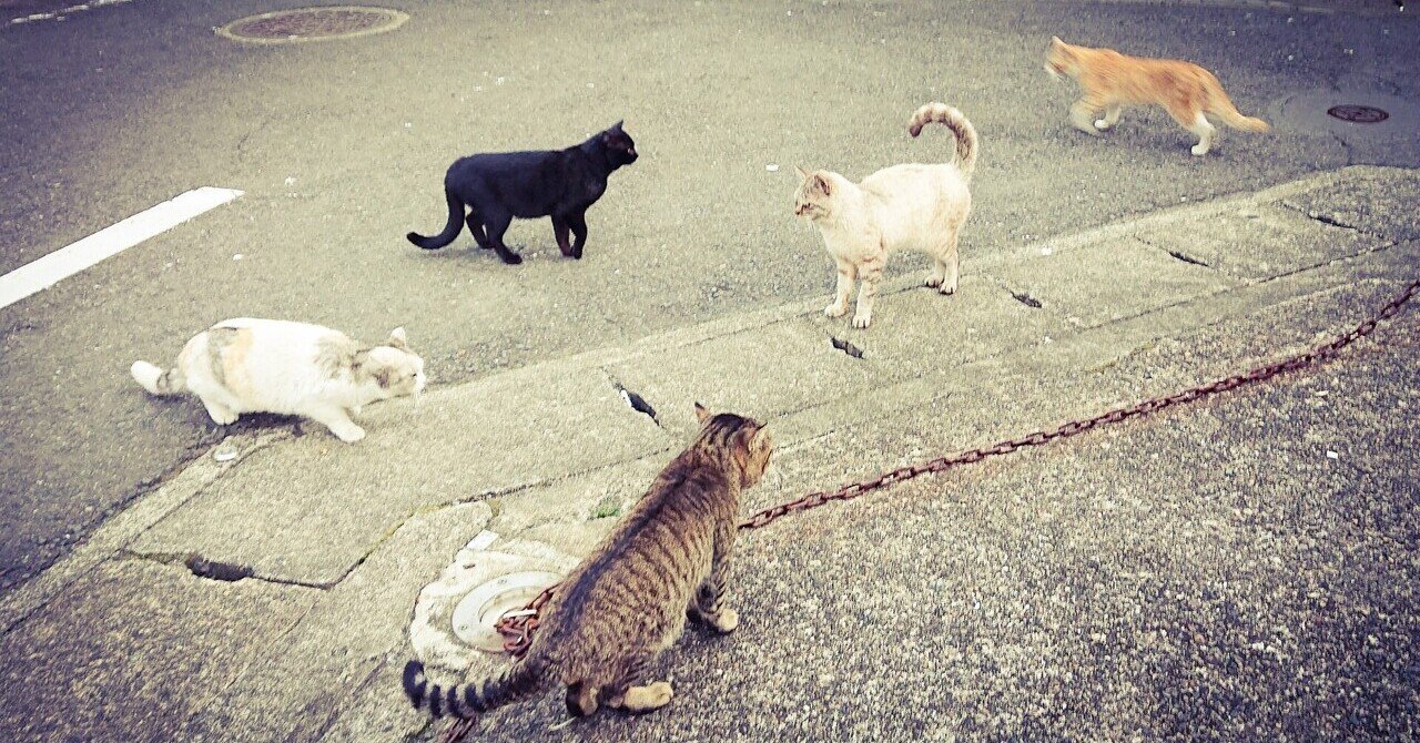 猫の集会 Teramaki Note