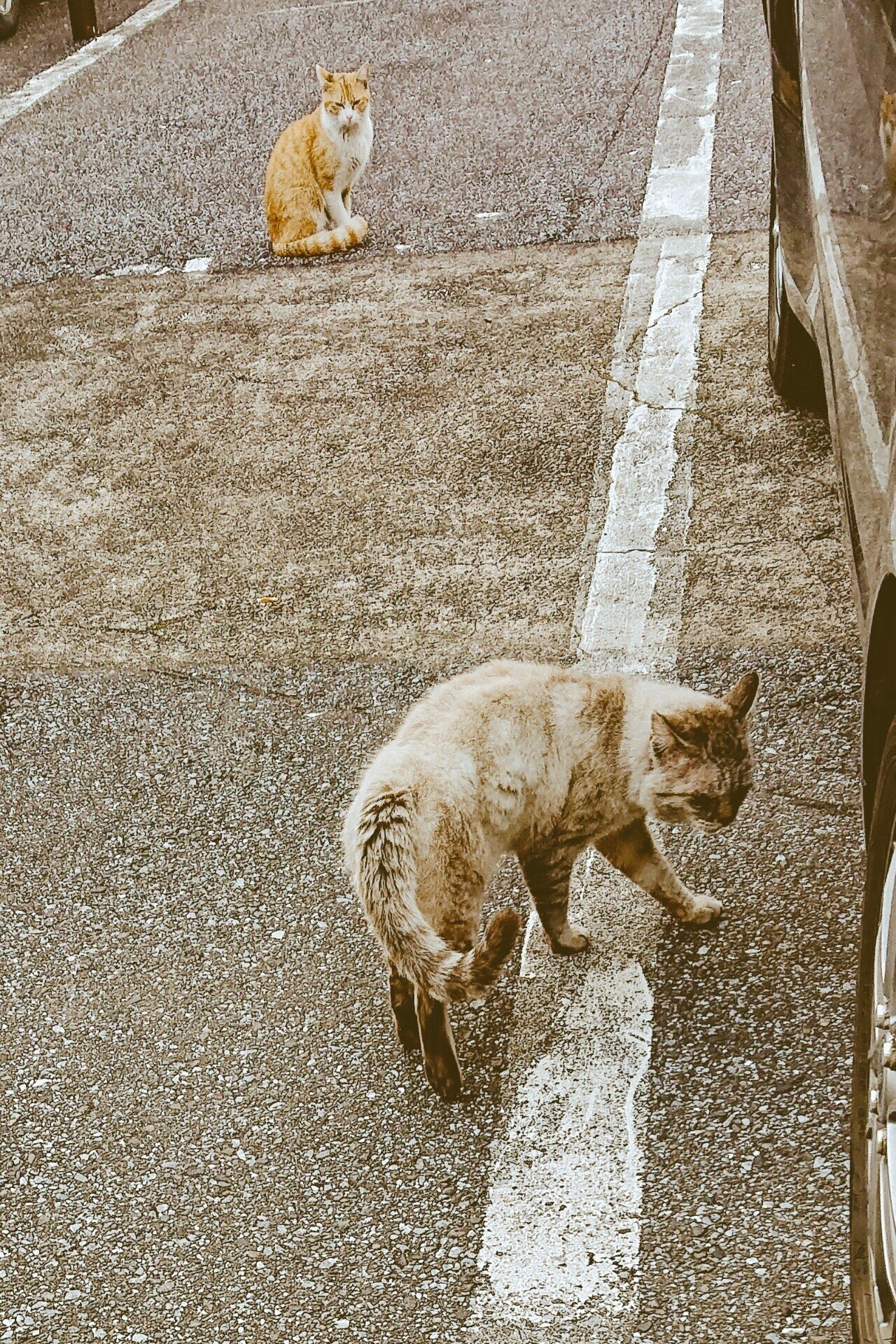 猫の集会 Teramaki Note 猫の集会 Teramaki Note