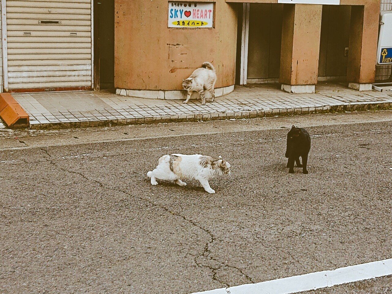 猫の集会 Teramaki Note 猫の集会 Teramaki Note