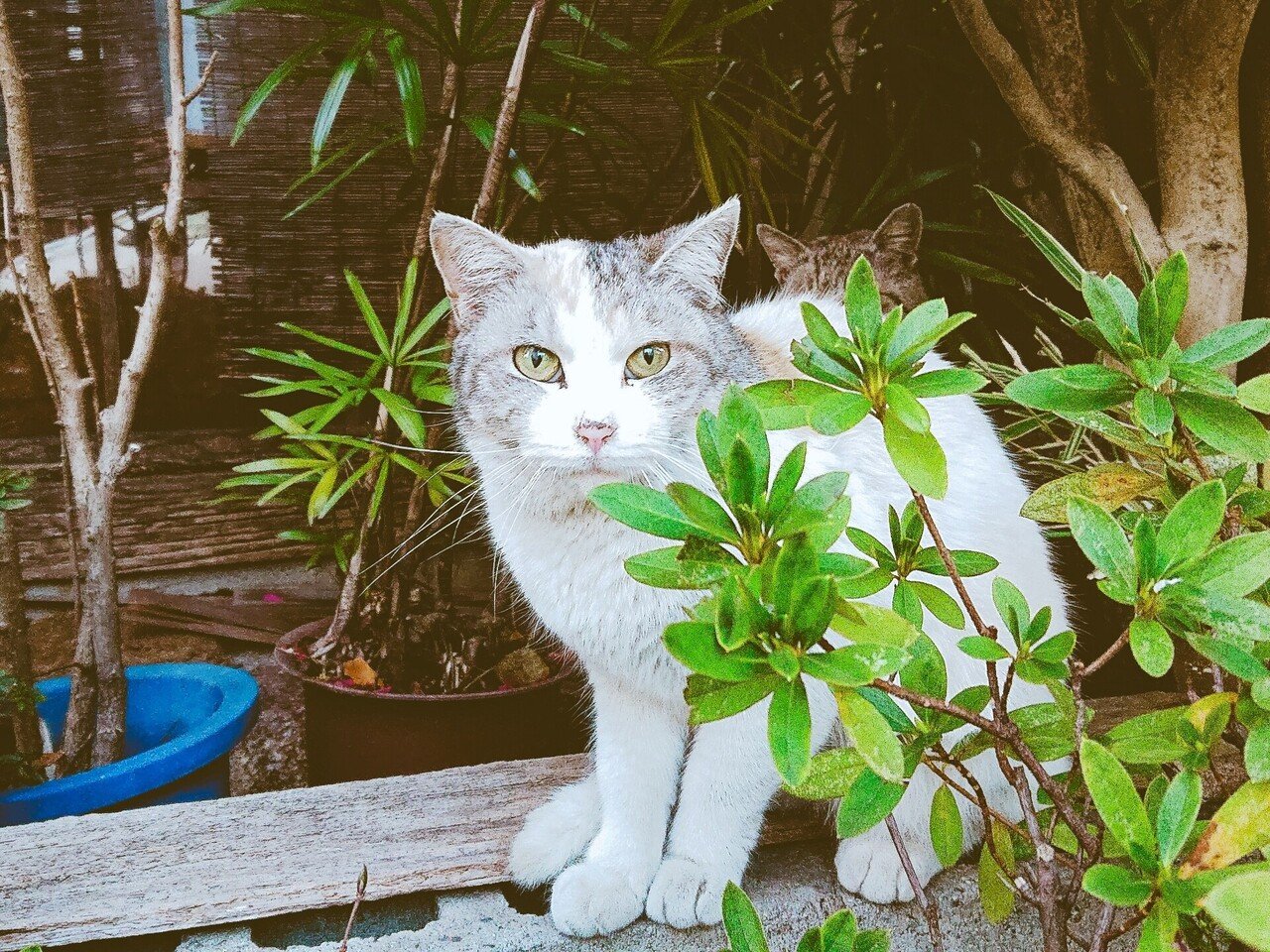 猫の集会 Teramaki Note