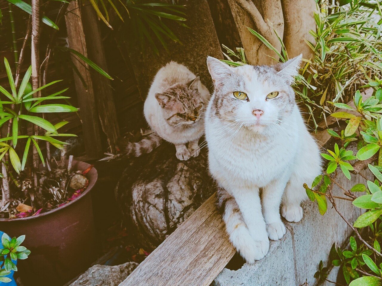 猫の集会 Teramaki Note