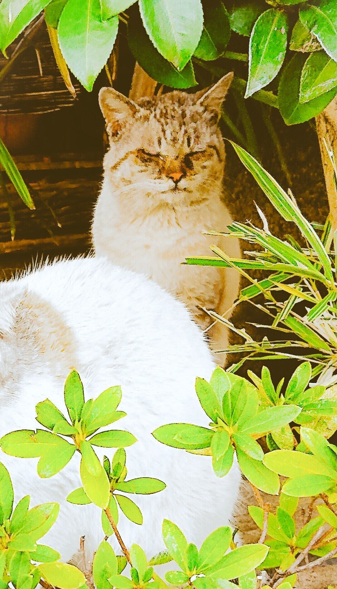 猫の集会 Teramaki Note