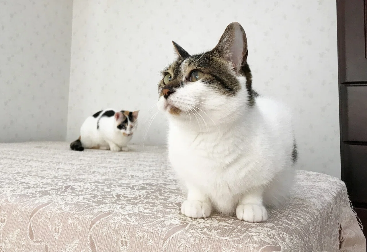 我が家のもう一匹の猫、紫音。 やんちゃな先住の娘です。 昨日も 