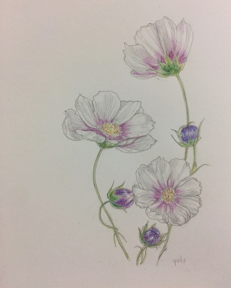 お絵描き 花 Appleyoko Note