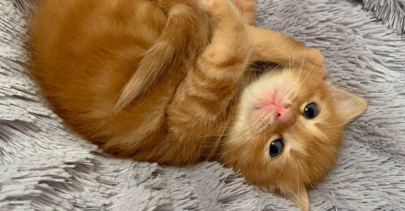 賢い人はやっている 英単語の賢い覚え方 多義語編 田中健一 英語講師 note