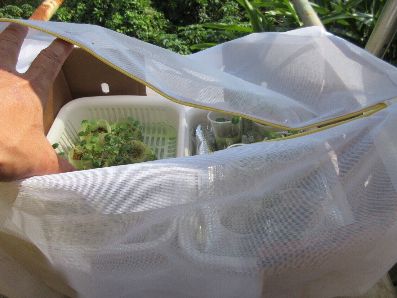 おウチでクレソン水耕栽培はできるのか 水耕栽培層のクレソンは成長しています 21 3 2 ミズグチスイデンクレ村長 Note おウチでクレソン水耕栽培はできるのか 水耕栽培層のクレソンは成長しています 21 3 2 ミズグチスイデンクレ村長 Note