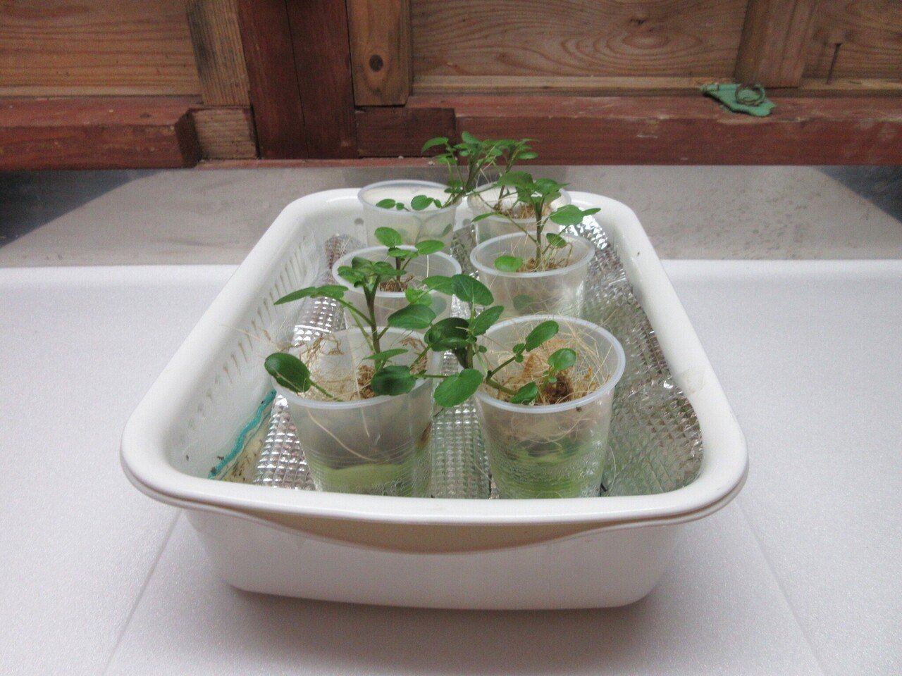 おウチでクレソン水耕栽培はできるのか 水耕栽培層のクレソンは成長しています 21 3 2 ミズグチスイデンクレ村長 Note おウチでクレソン水耕栽培はできるのか 水耕栽培層のクレソンは成長しています 21 3 2 ミズグチスイデンクレ村長 Note