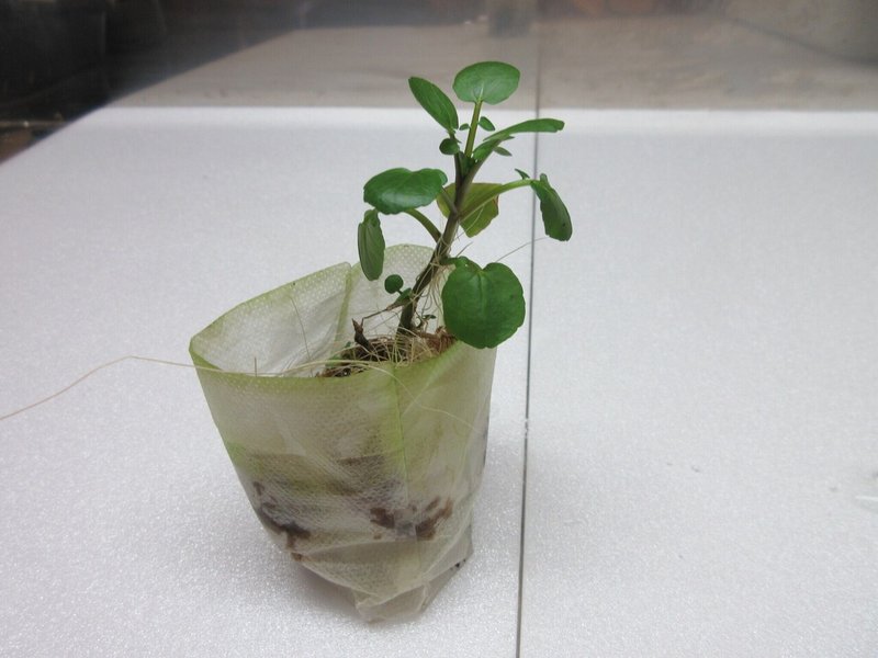 おウチでクレソン水耕栽培はできるのか 水耕栽培層のクレソンは成長しています 21 3 2 ミズグチスイデン たつじ Note おウチでクレソン水耕栽培はできるのか 水耕栽培層のクレソンは成長しています 21 3 2 ミズグチスイデン たつじ Note