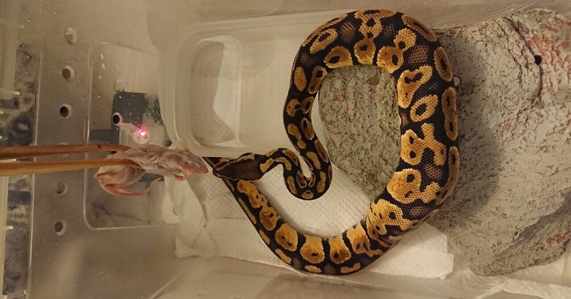 ボールパイソン 餌やり わをん Note