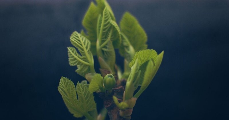 鉢植えいちじく3月の作業 植え替え 世界のいちじく育てよう まるはち果実園 Note 鉢植えいちじく3月の作業 植え替え 世界のいちじく育てよう まるはち果実園 Note