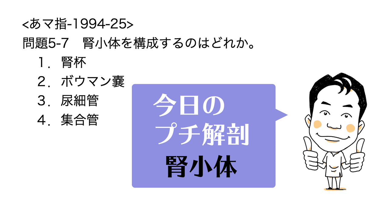 Images Of 腎小体 Japaneseclass Jp