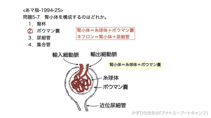 今日のプチ解剖 腎小体を構成するのは 黒澤一弘 Note