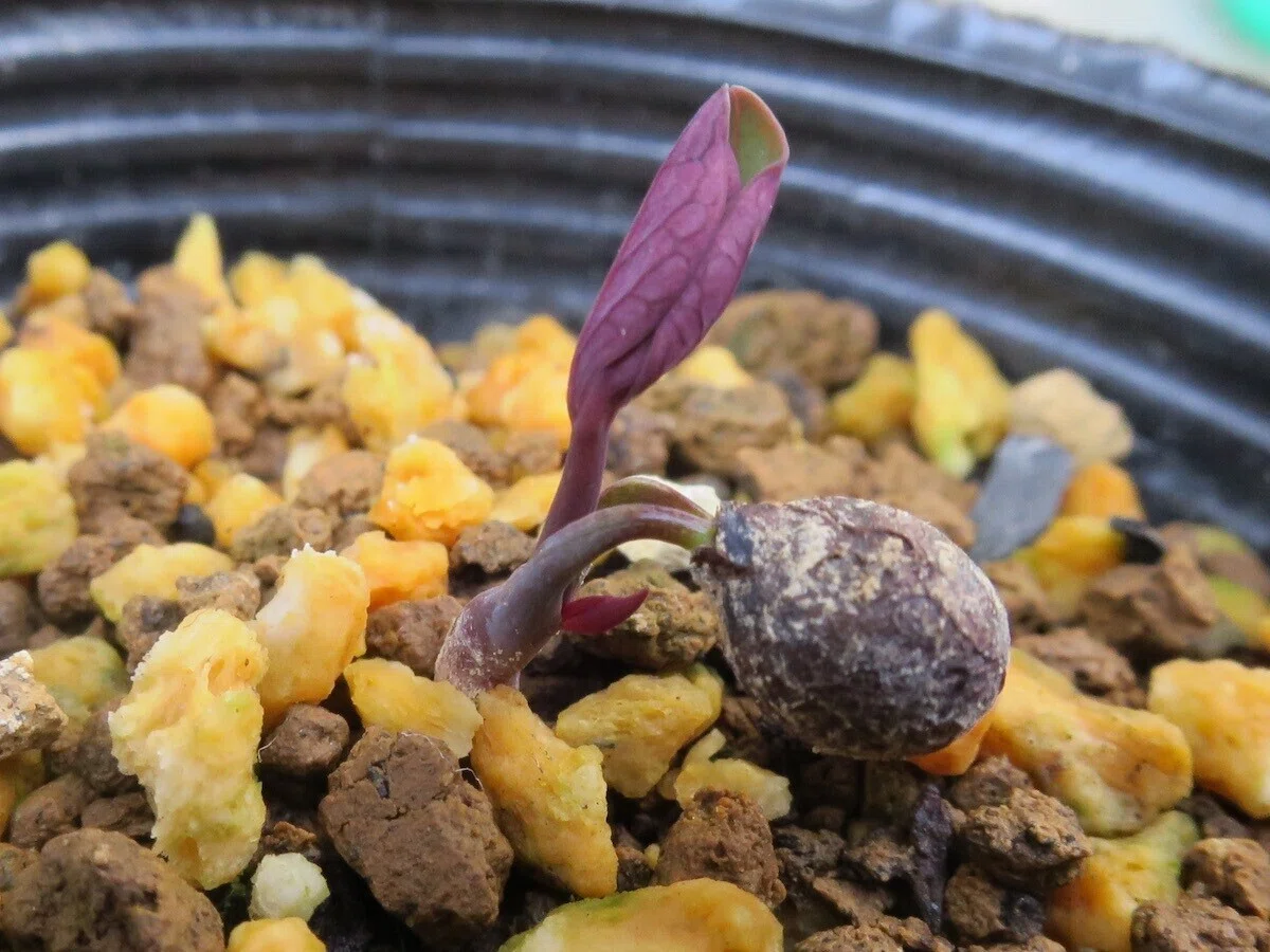 ベニバナヤマシャクヤクの実生発芽 和花奈の種から栽培 Note ベニバナヤマシャクヤクの実生発芽 和花奈の種から栽培 Note