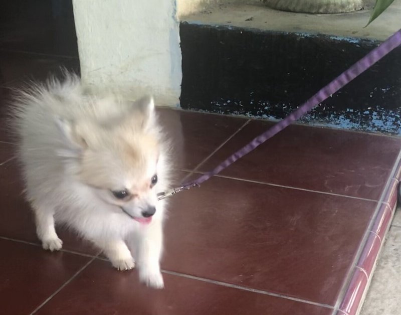 インドネシアのペット事情 犬好きではないのは本当 猫は その理由 Kenhappy Note インドネシアのペット事情 犬好きではないのは本当 猫は その理由 Kenhappy Note