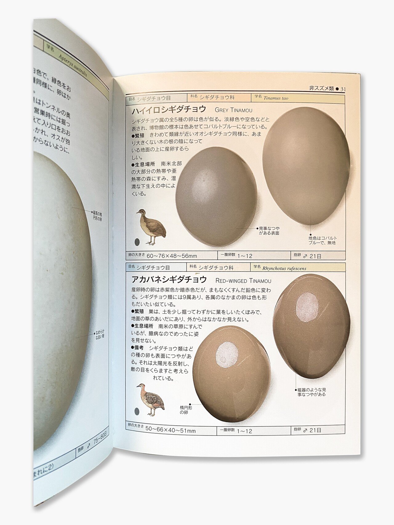vol.63 世界「鳥の卵」図鑑｜とりたち
