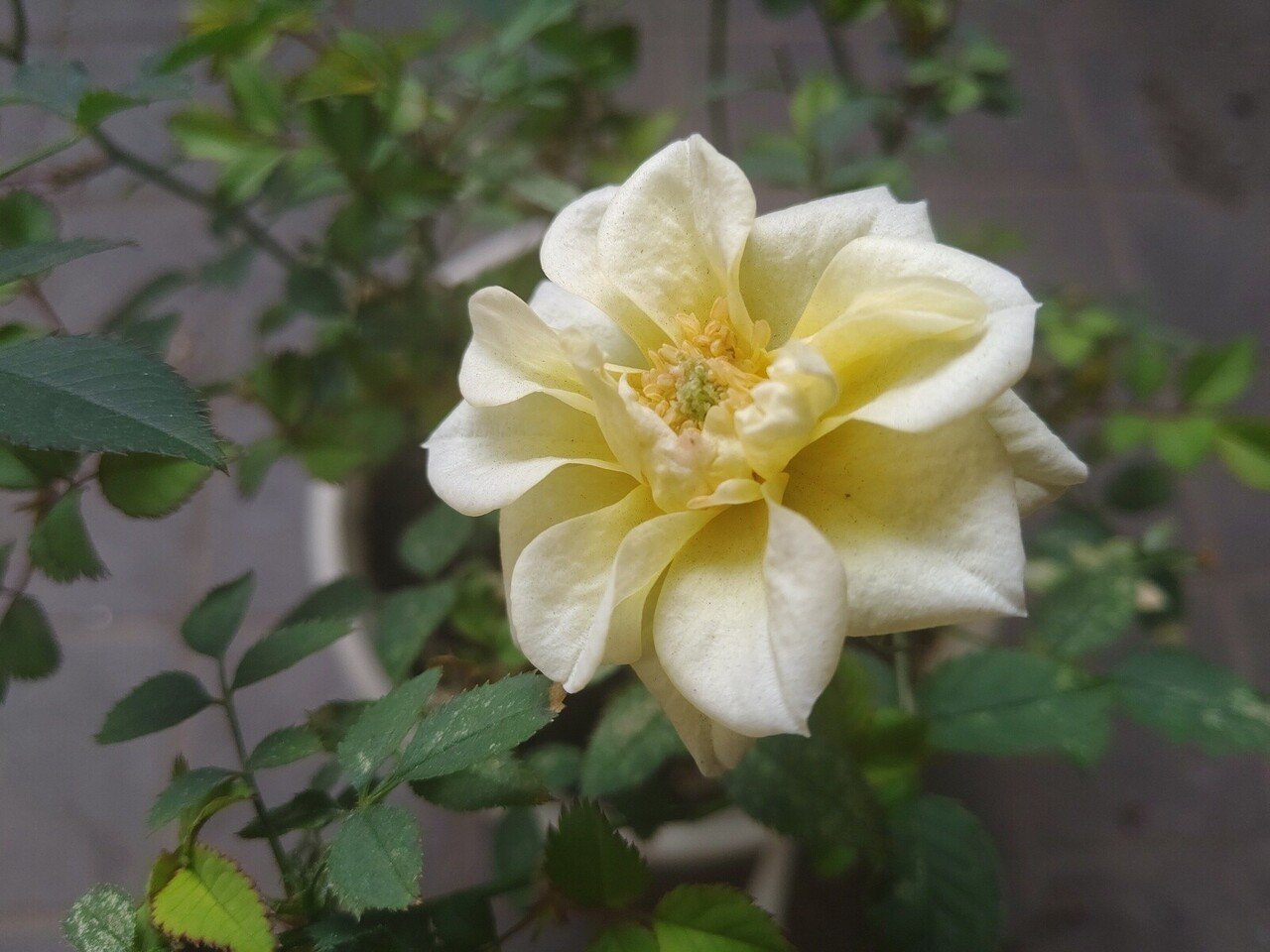 バラ日記 03 01 02 枯れそうな見た目も個性か 甘夏のひとりごと Note
