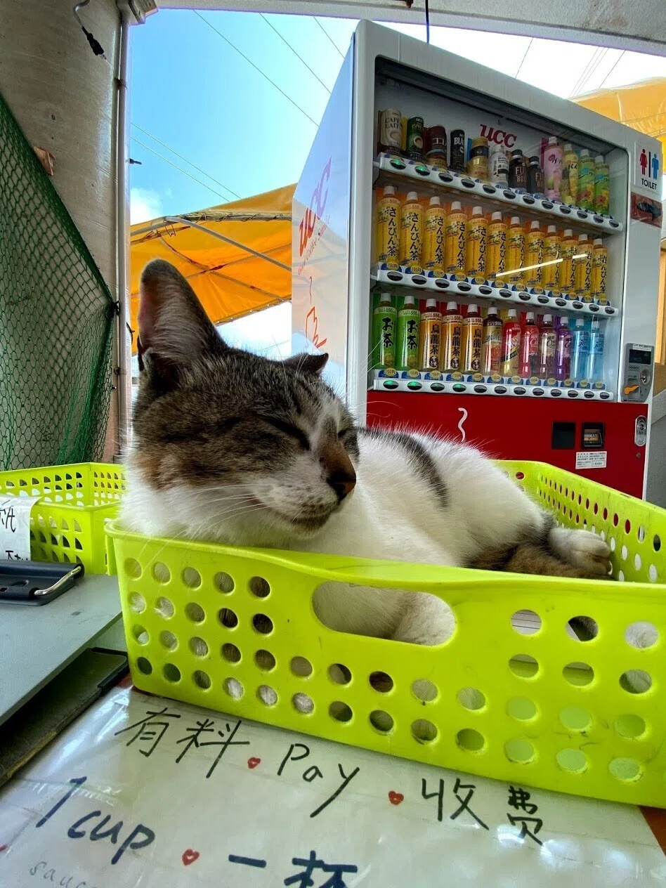画像14