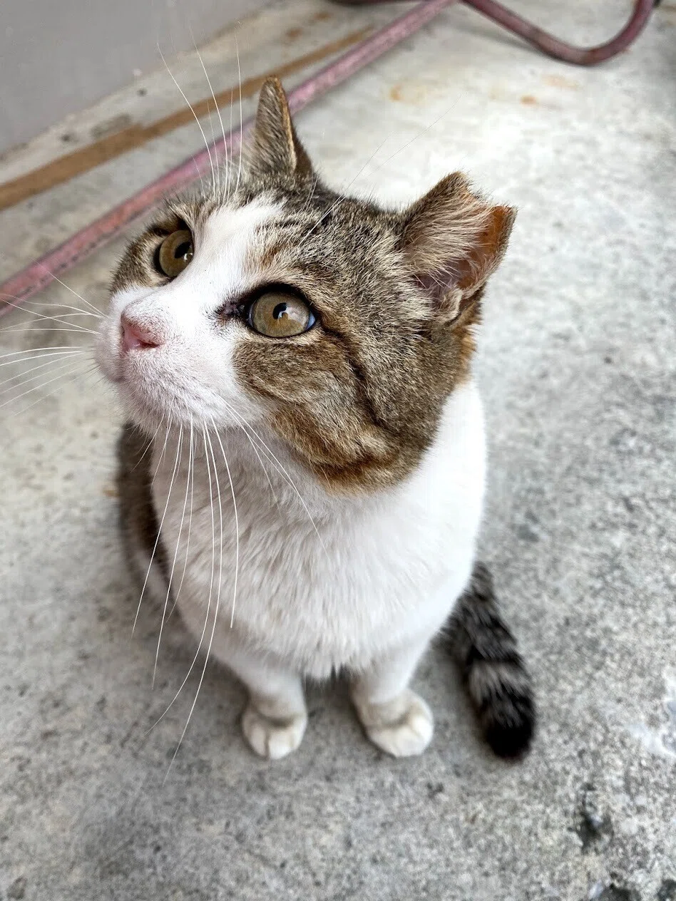 画像16