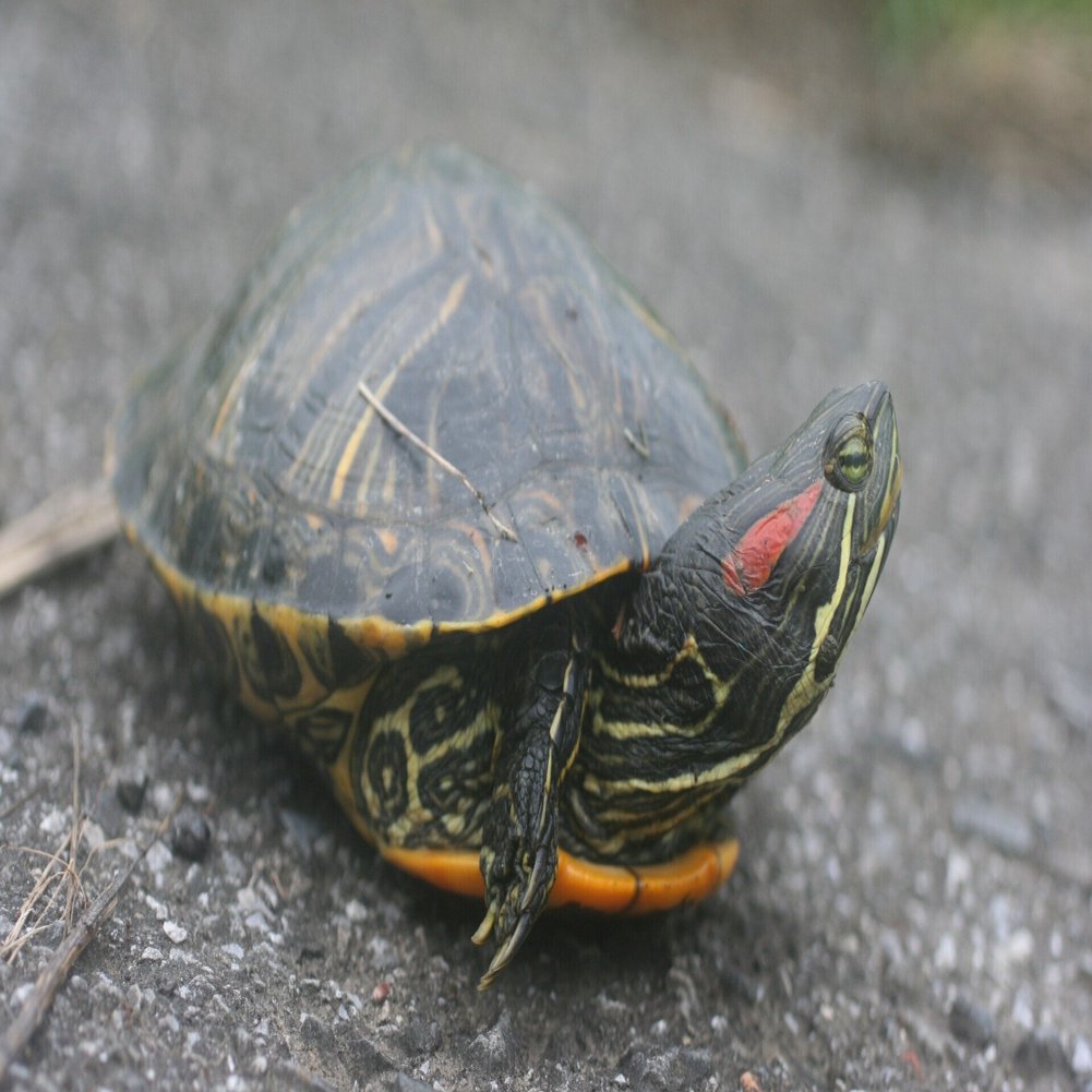 黄色いけど ミドリガメ 翔一 Note