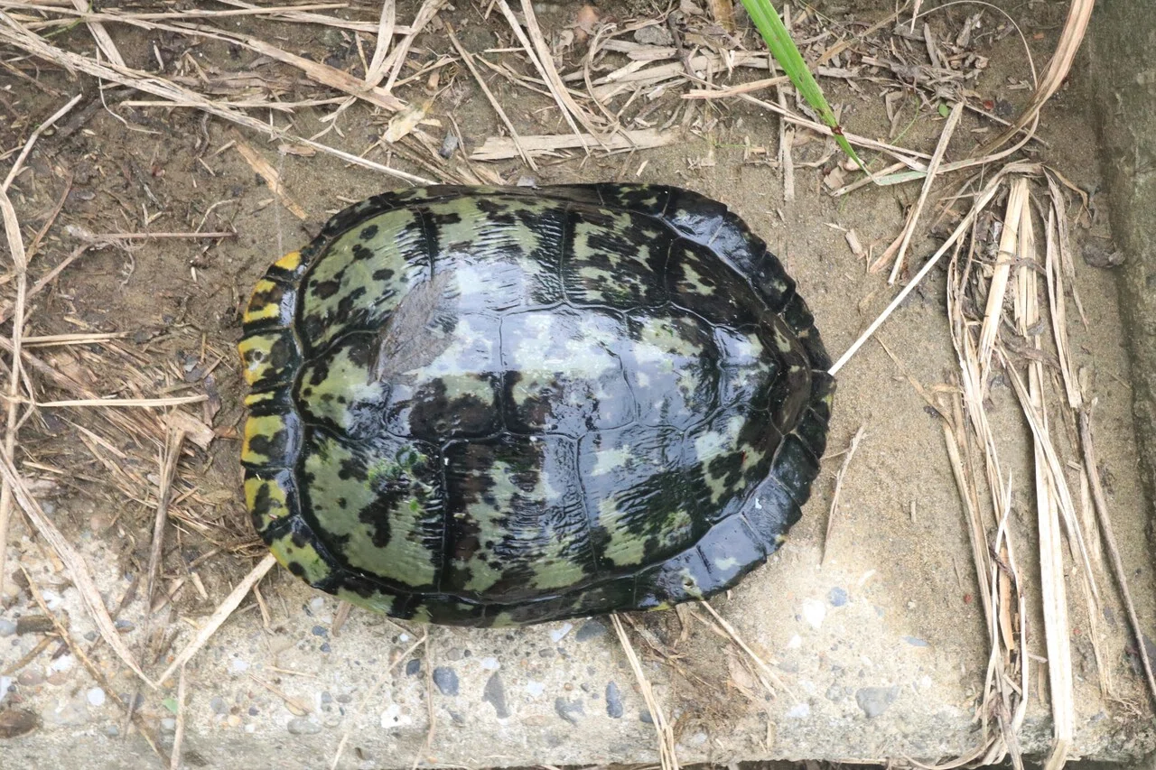 黄色いけど