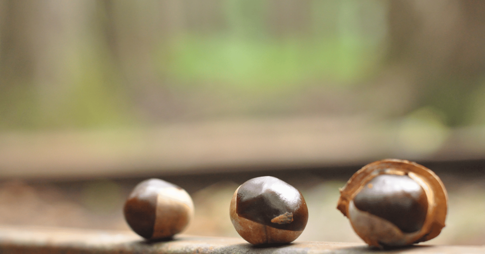 トチの実から栃餅を作るには 100日以上必要だった 第1話 京都 美山町 芦生 森ぐらし Note