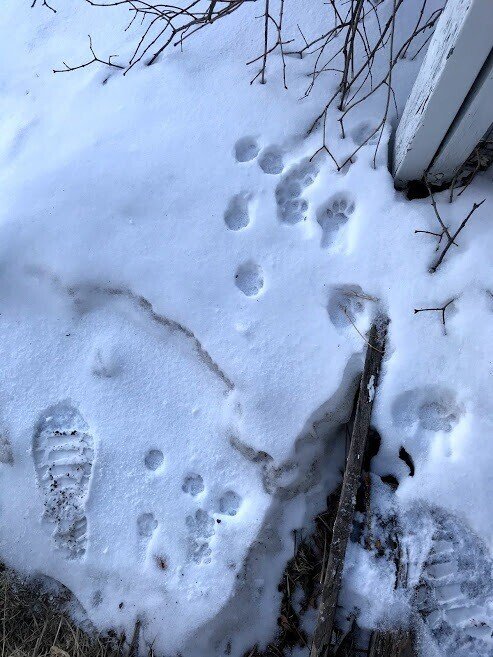 夜中にお客様が来たみたい 誰だろう タヌキか それともコヨーテか 雪があると 足跡で野生動物訪問履歴が残るのが楽しい Sayo Note