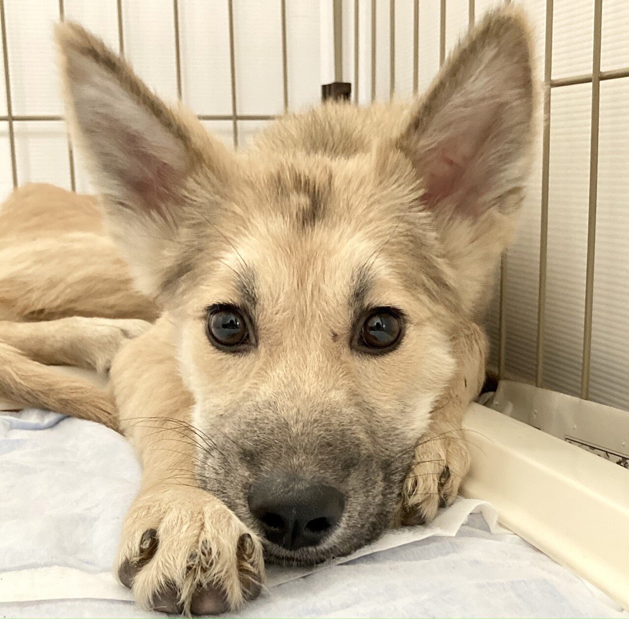 ビビリな保護犬に懐かれたい 1 ミムラ Note