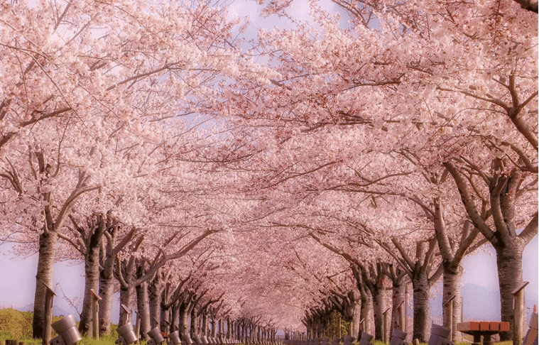 桜は 散る 梅は こぼれる 菊は 舞う 牡丹は 崩れる 椿は 落ちる 花の終わりはそれぞれ違うんです 日本語の奥深さ素敵だなー Katsu Note 桜は 散る 梅は こぼれる 菊は 舞う 牡丹は 崩れる 椿は 落ちる 花の終わりはそれぞれ違うんです 日本語の奥深さ素敵だなー Katsu Note