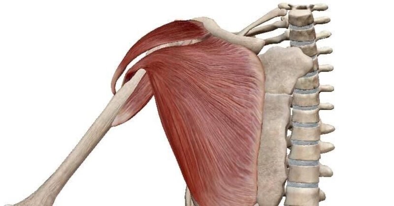 解剖学を治療に活かす考え方（例）肩関節屈曲
