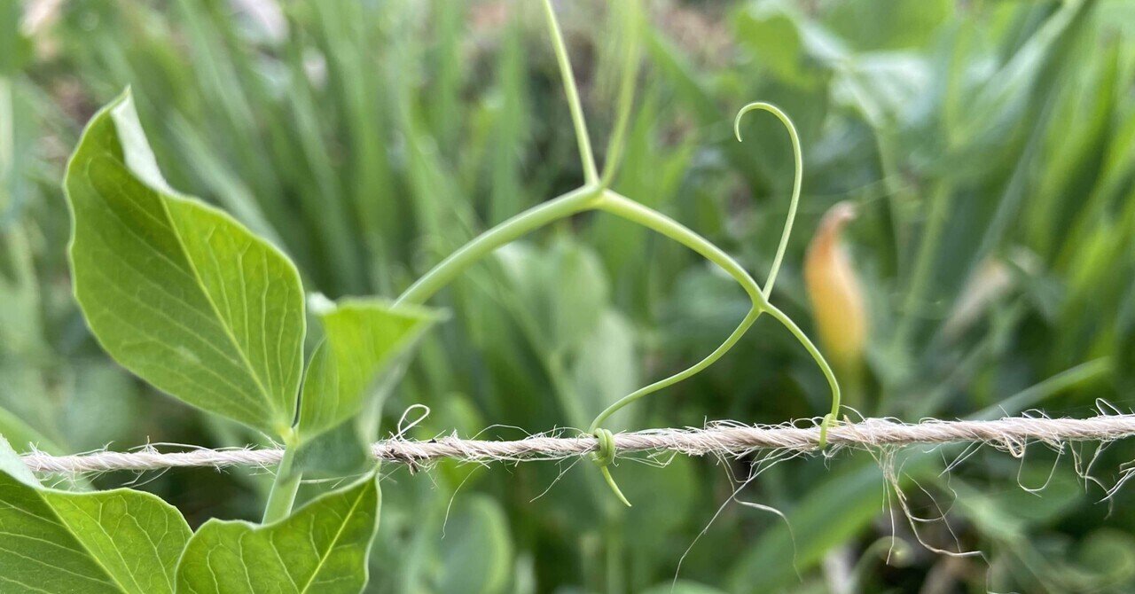 Vol 64春の訪れ 春の雑草を観察 ころのにわ 自然菜園 Note Vol 64春の訪れ 春の雑草を観察 ころのにわ 自然菜園 Note