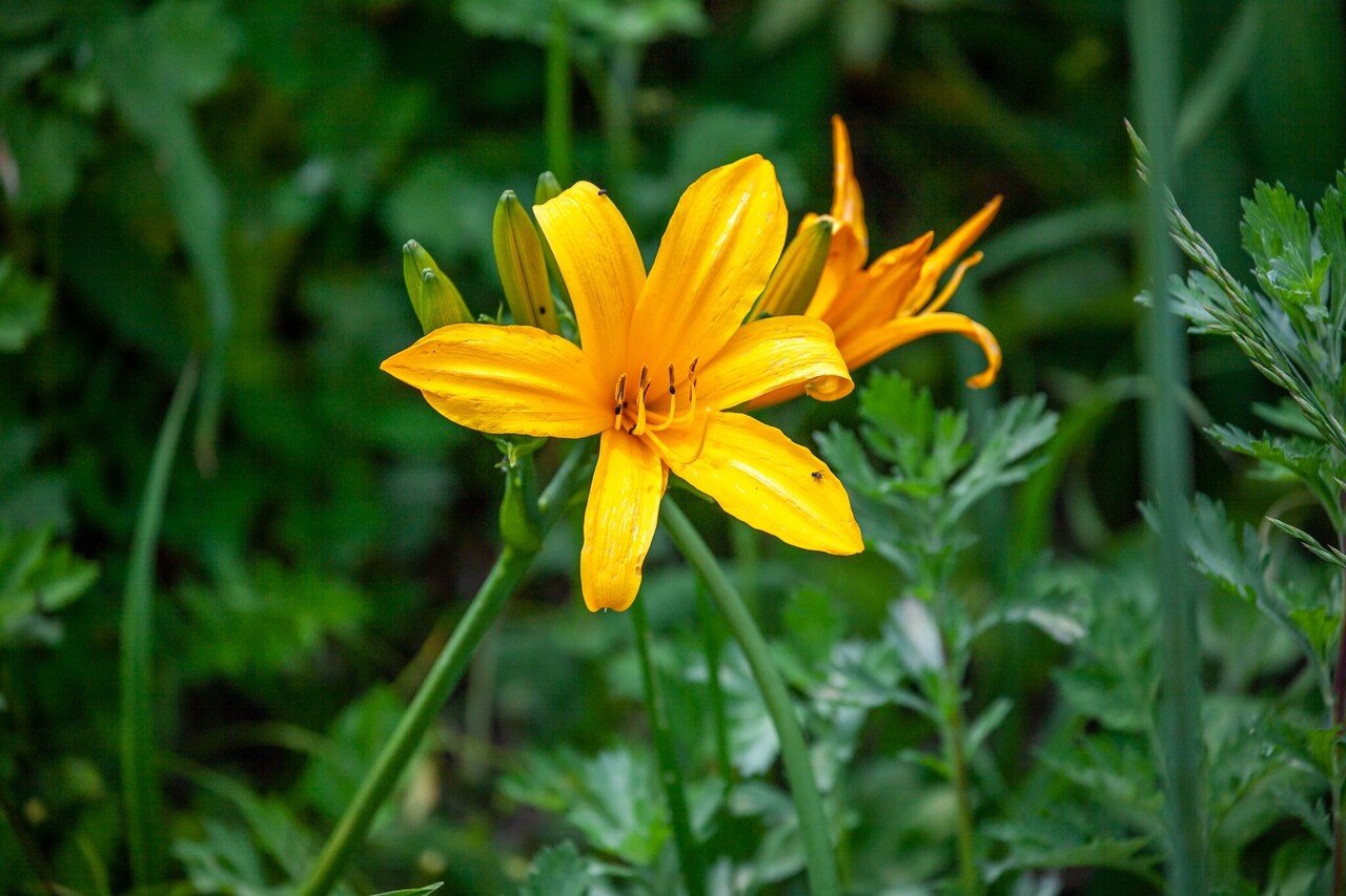 トビシマカンゾウが群生する「大野亀」｜Zenpaku