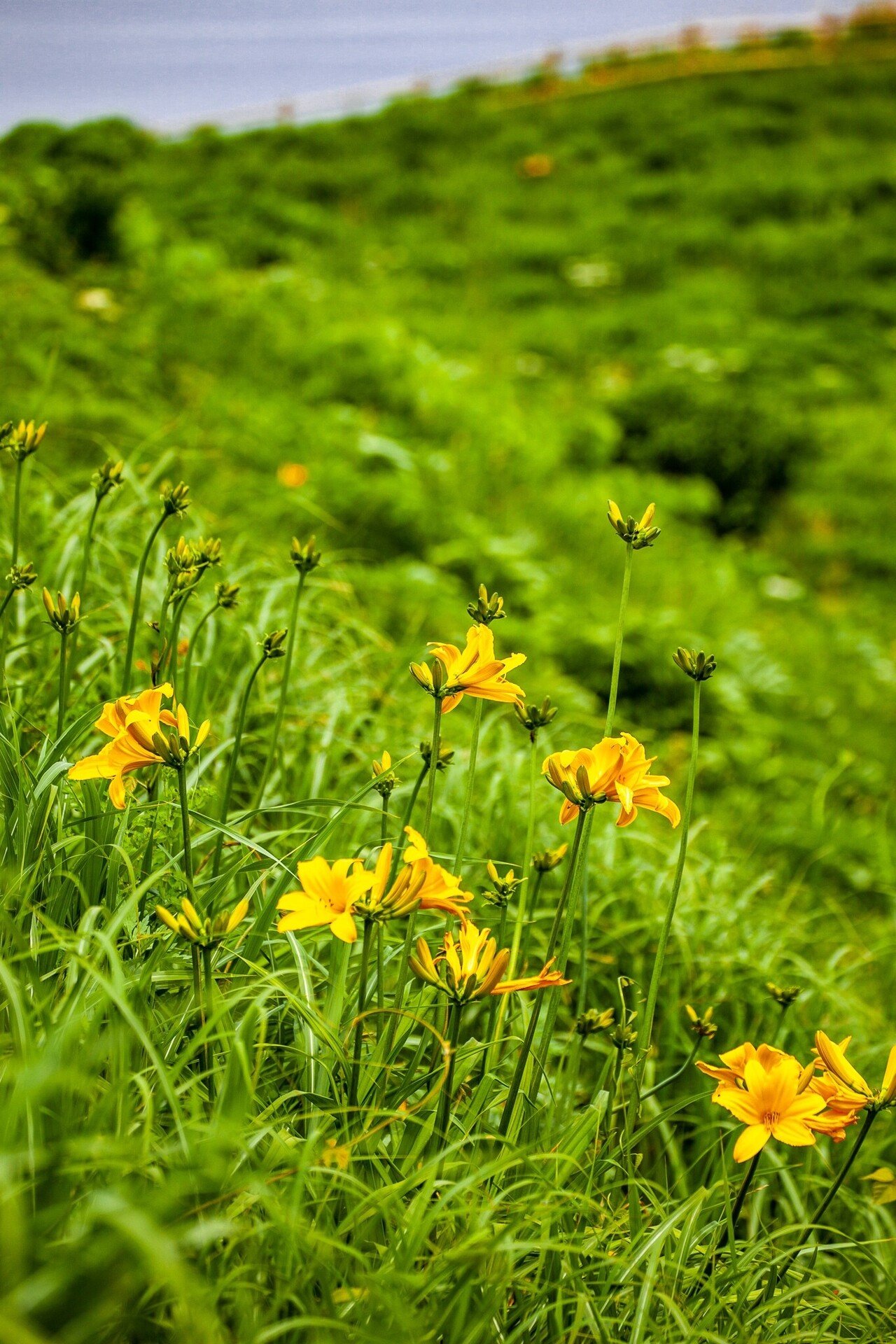 トビシマカンゾウが群生する「大野亀」｜Zenpaku