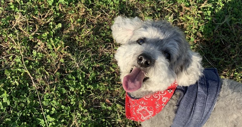 転勤族犬を飼う スミレ Note