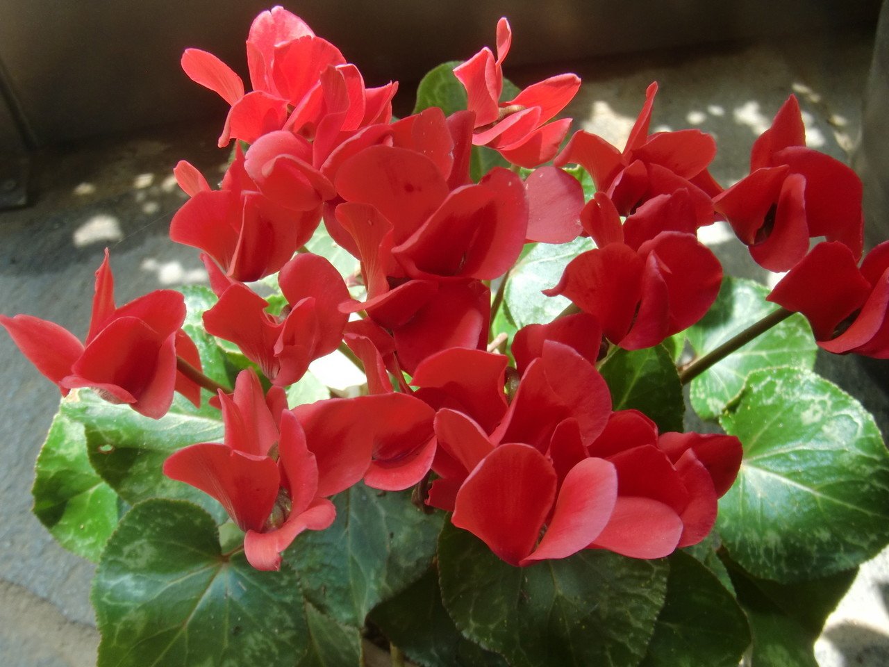 ミニ シクラメン 昨年秋におまけでもらったミニ鉢 あの時は花が5個しか咲いていなかったのに 2回植え替えて今はこんなにたくさんの花 を付けている え シクラメンて今頃咲くものだっけ ゚d゚ 何し 足袋猫 Note ミニ シクラメン 昨年秋におまけでもらったミニ鉢 あの時は花が5個しか咲いていなかったのに 2回植え替えて今はこんなにたくさんの花 を付けている え シクラメンて今頃咲くものだっけ ゚d゚ 何し 足袋猫 Note