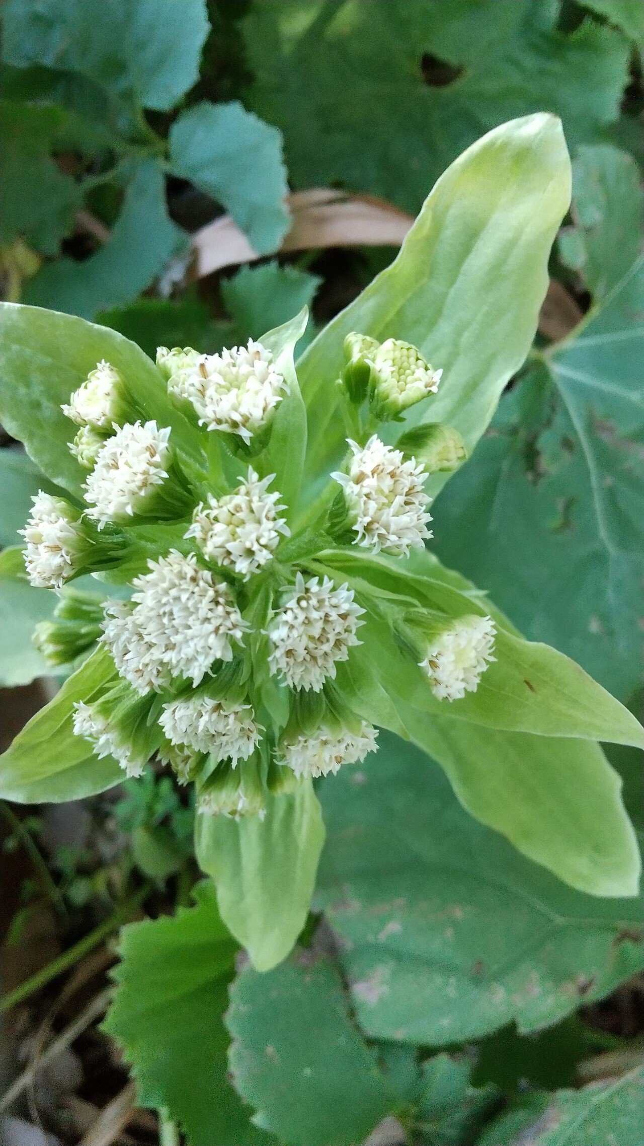 蕗の花 めいず Note