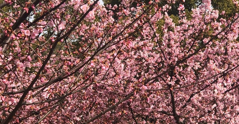 カワヅザクラ（河津桜）