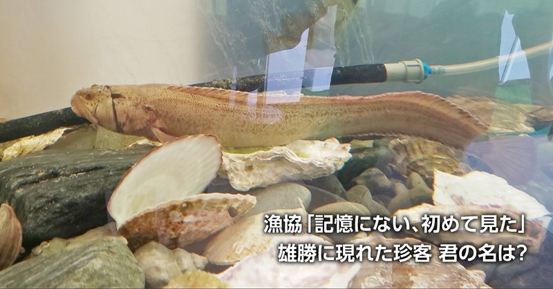 雄勝湾に珍客 君の名は 深海魚 ナガヅカ か たなこや内で飼育 石巻days 未来都市の生き方 Note