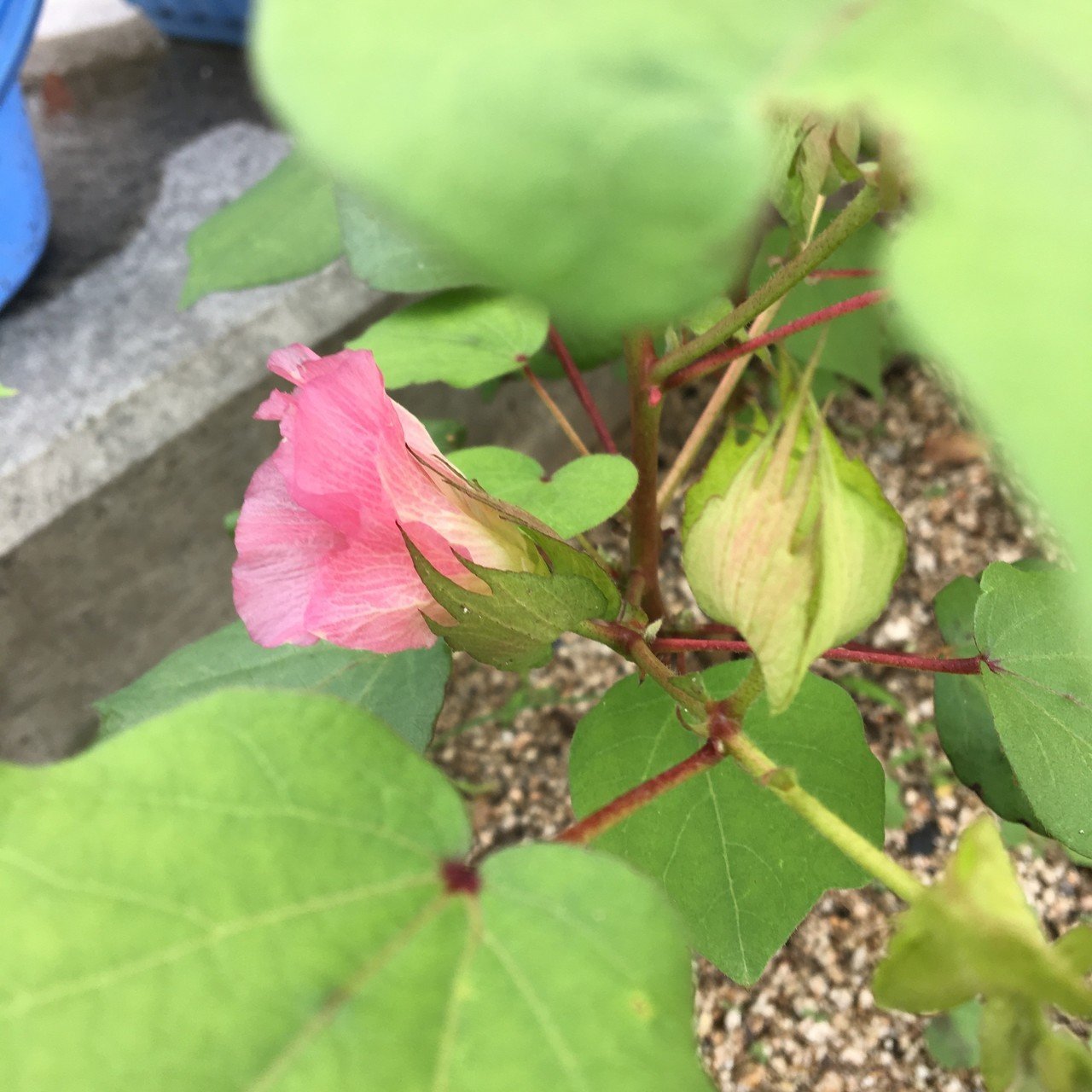 ワタの花が咲いてた なんて奥ゆかしいんだ 淡めのピンク色のお花が可愛い ワタ 綿 紡ぎたい タネから育てるの好き 写真 スマホ写真 プランツ 植物 Love マッキー Note