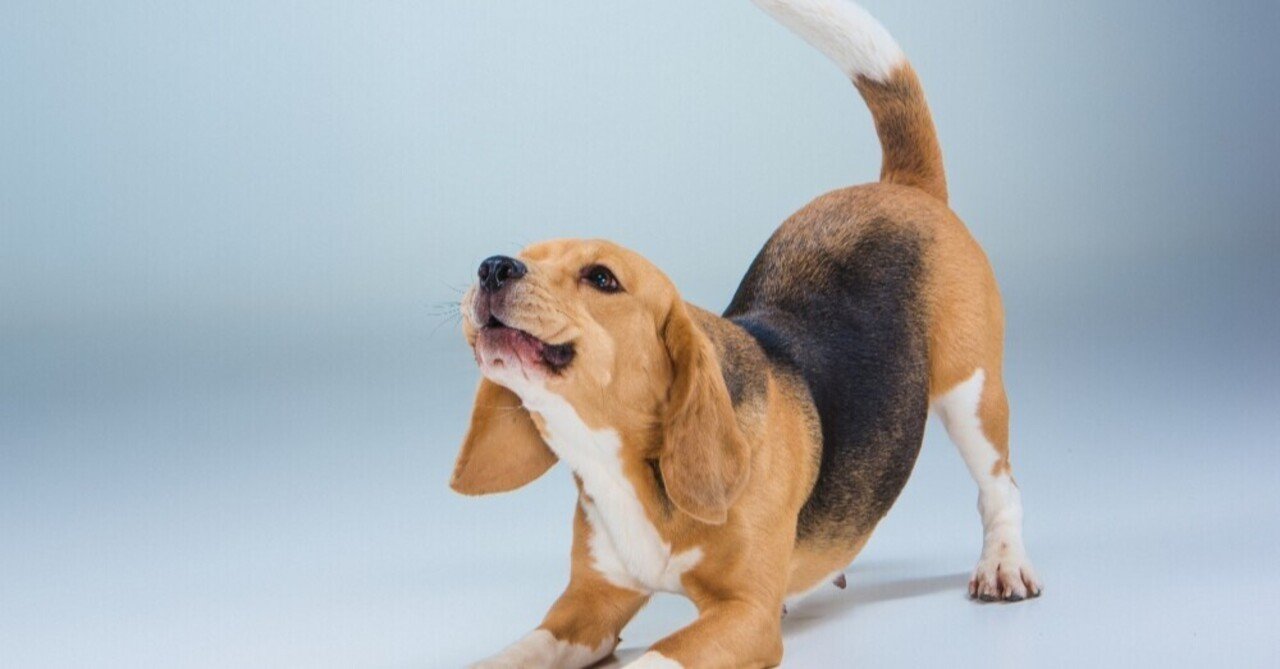 犬のバトン 1 いろいろな犬種を飼って それぞれの犬が思い出とともに渡すもの 根古川 唯 Note