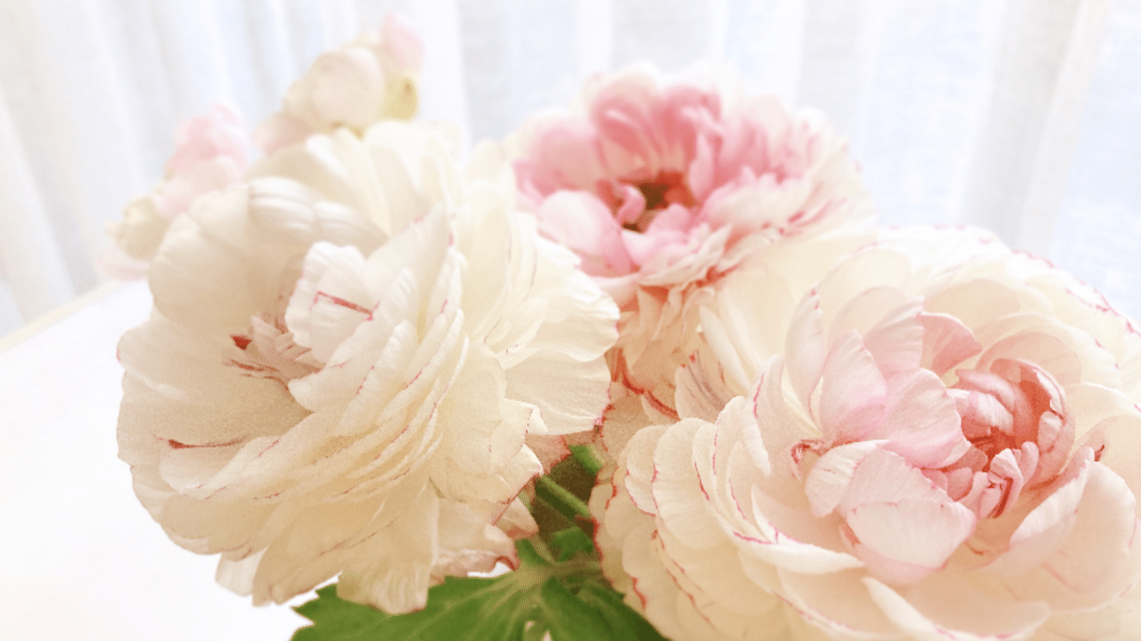 春はふんわりやわらかな色合いの花が嬉しいですね 私のお気に入りは スーパーで買える束花 このラナンキュラスも398円でした 2週間前に買って 蕾も開いてきました この季節は 長持ちしてくれるのも嬉し 藤岡信代 編集脳アカデミー Note 春はふんわりやわらかな色合いの花が嬉しいですね 私のお気に入りは スーパーで買える束花 このラナンキュラスも398円でした 2週間前に買って 蕾も開いてきました この季節は 長持ちしてくれるのも嬉し 藤岡信代 編集脳アカデミー Note
